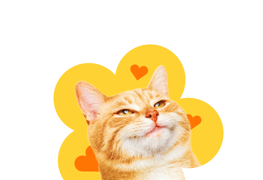 Кот
