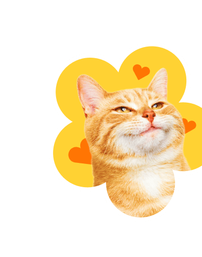 Кот