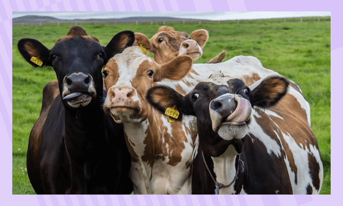 Интересные факты о водорослях