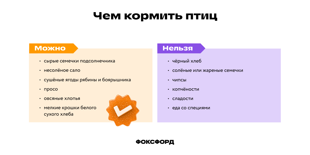 Чем можно кормить птиц