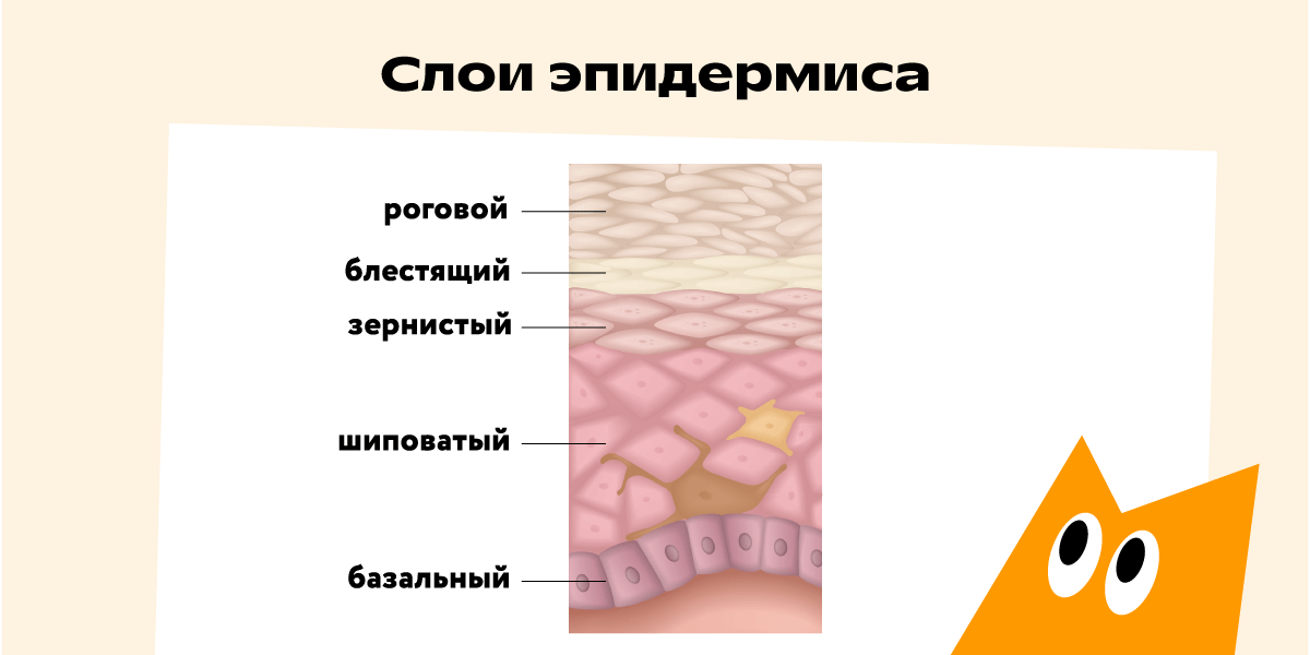 Схема пяти слоёв эпидермиса: роговой, блестящий, зернистый, шиповатый, базальный