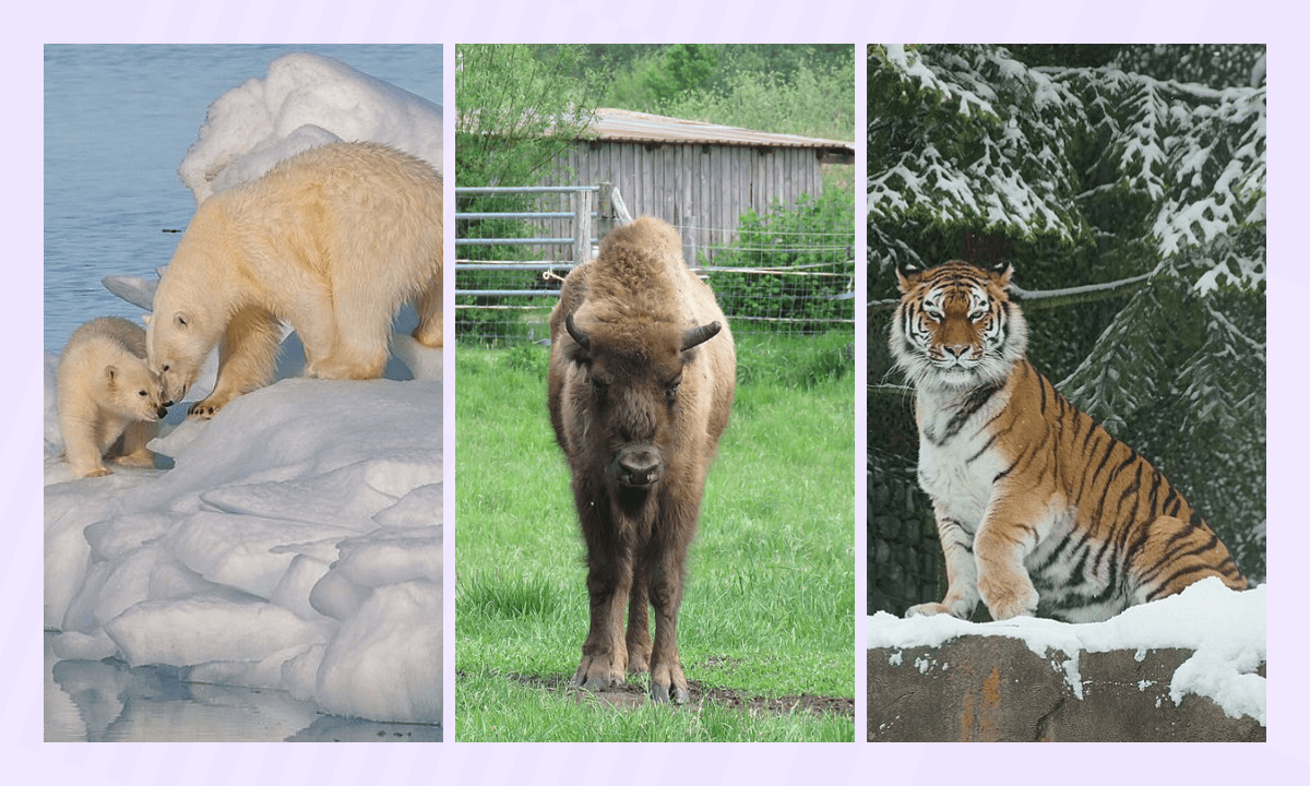 Какие животные в Красной книге