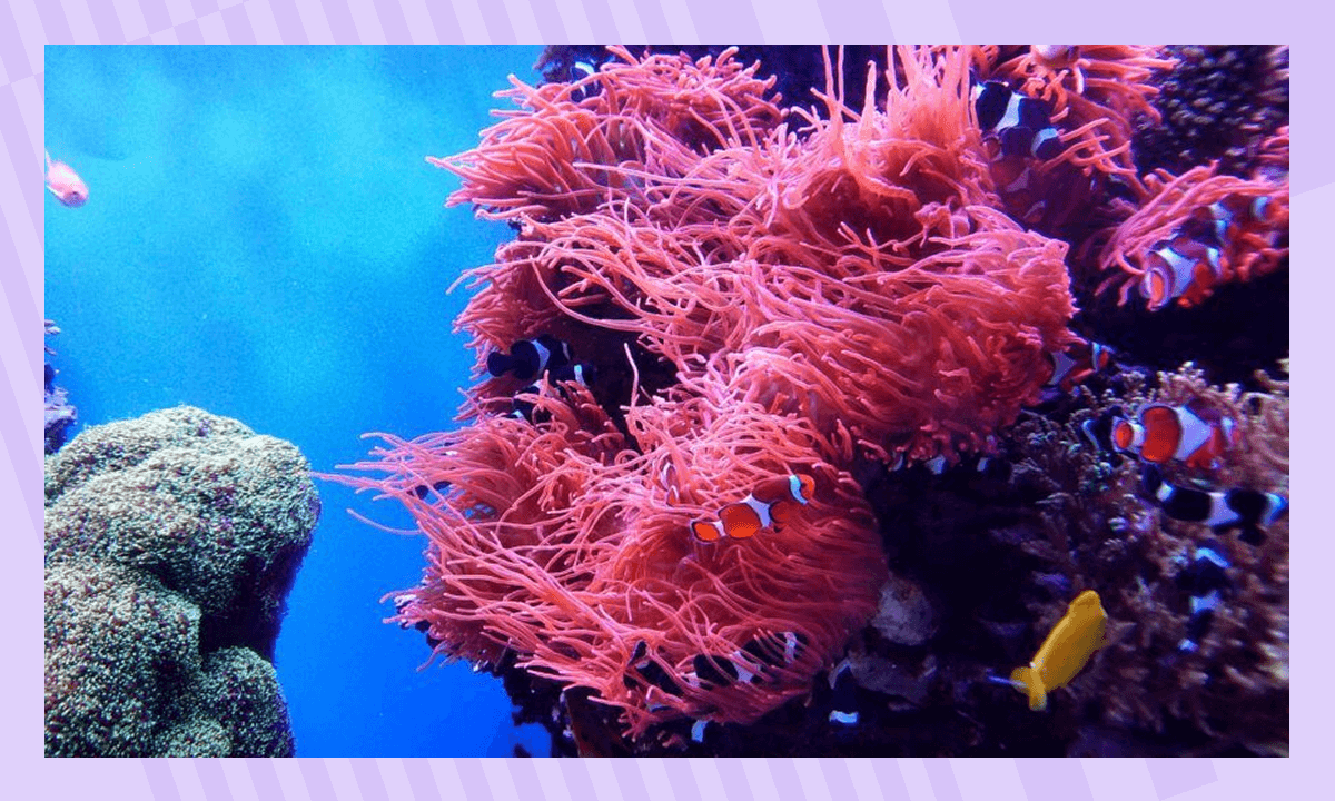 Интересные факты о водорослях