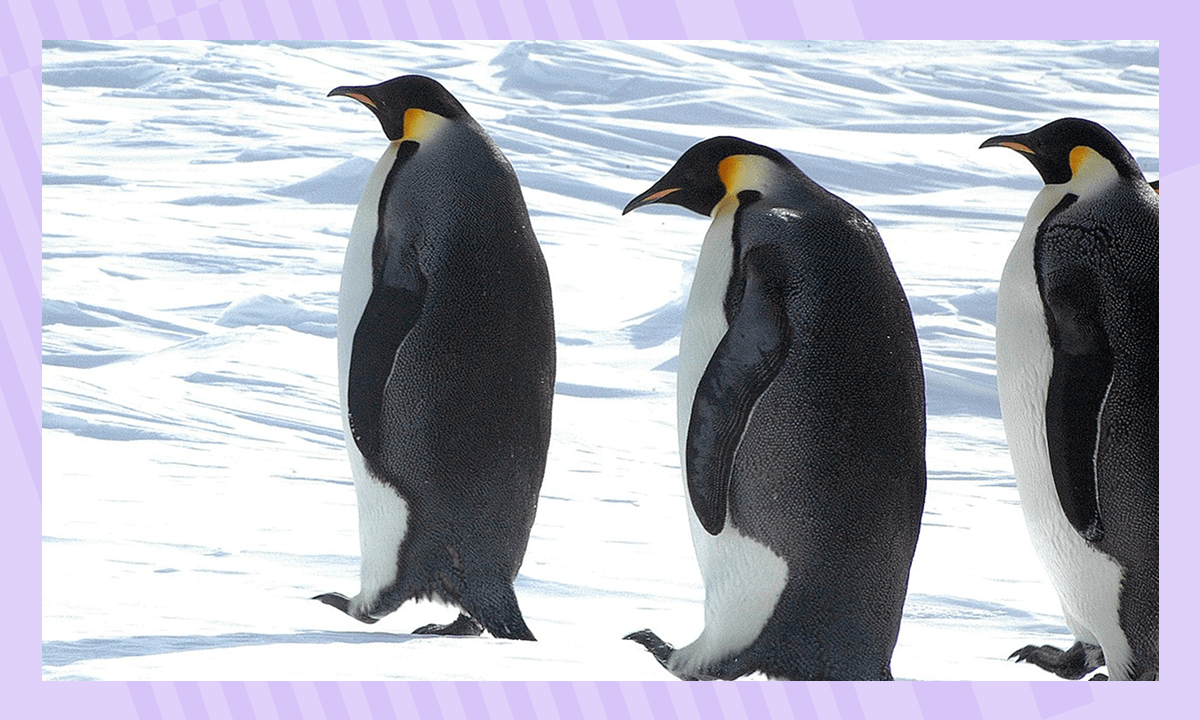 Императорский пингвин в Антарктиде