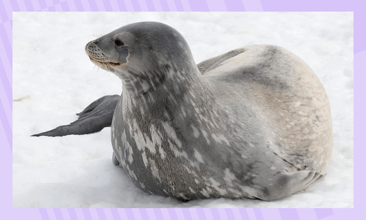 Тюлень Уэдделла в Антарктиде