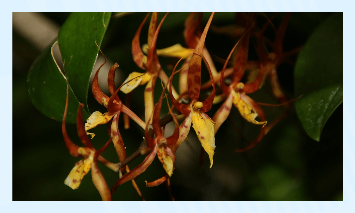 Самые необычные растения в мире - Брассия