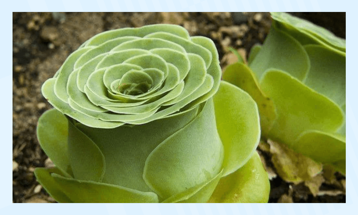 Самые необычные растения в мире - Гриновия