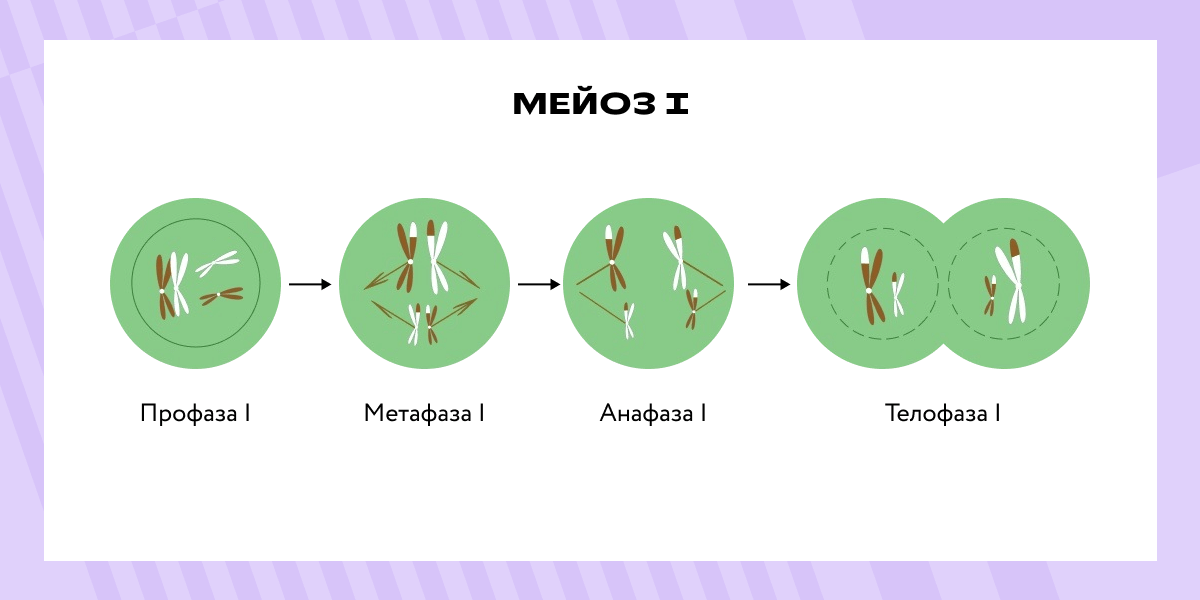 Мейоз I: процесс деления клетки