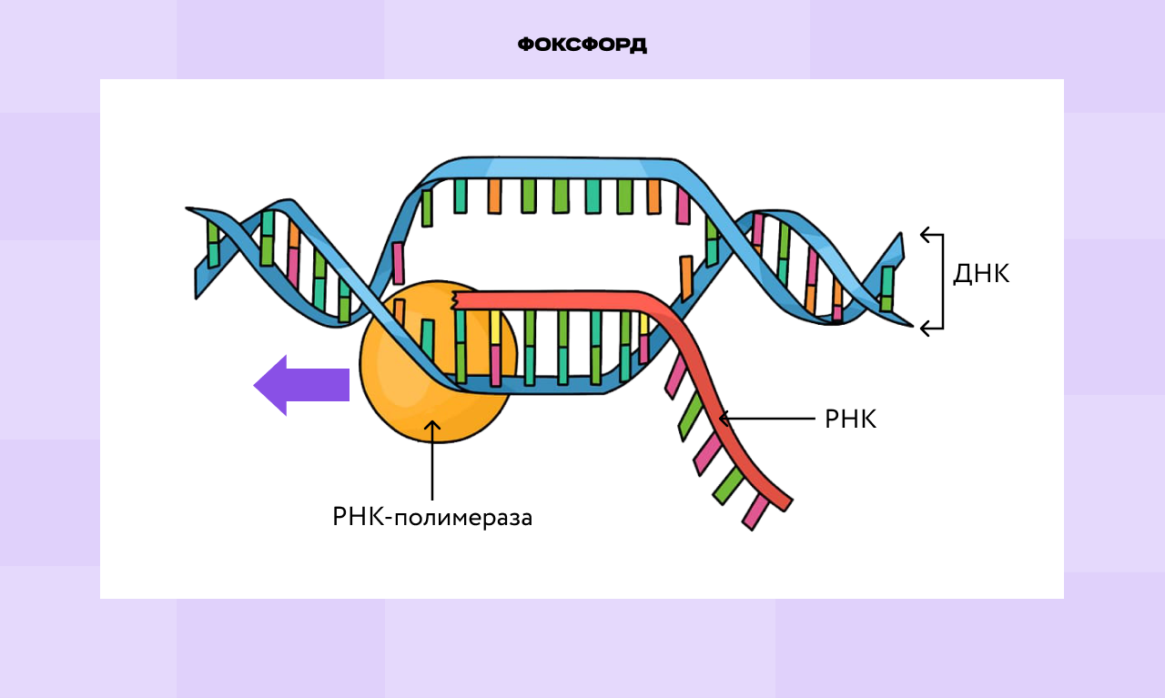 Процесс транскрипции белка