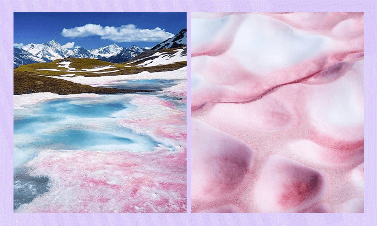 Интересные факты о водорослях