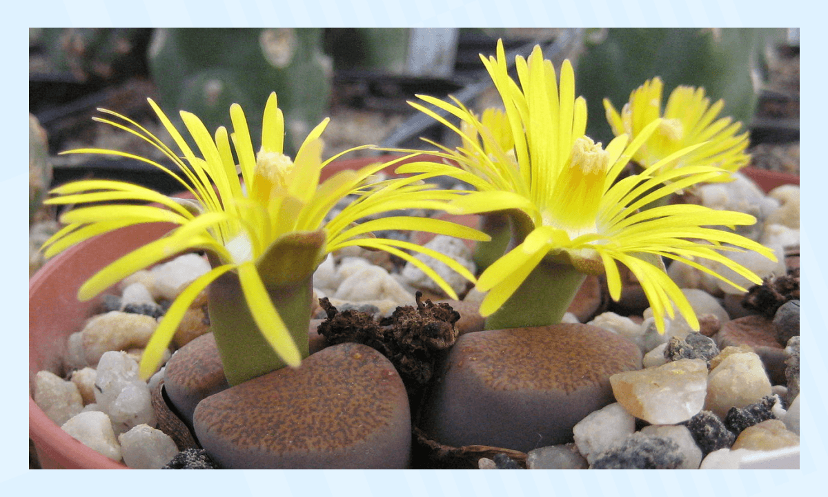 Самые необычные растения в мире - Литопс