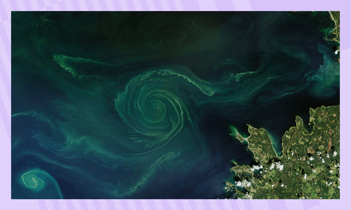 Топ-10 интересных фактов о водорослях