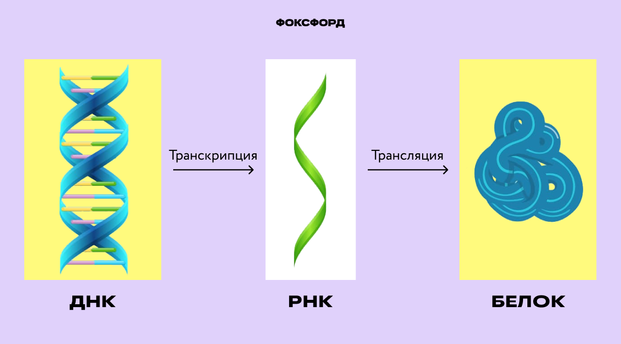 Биосинтез белка