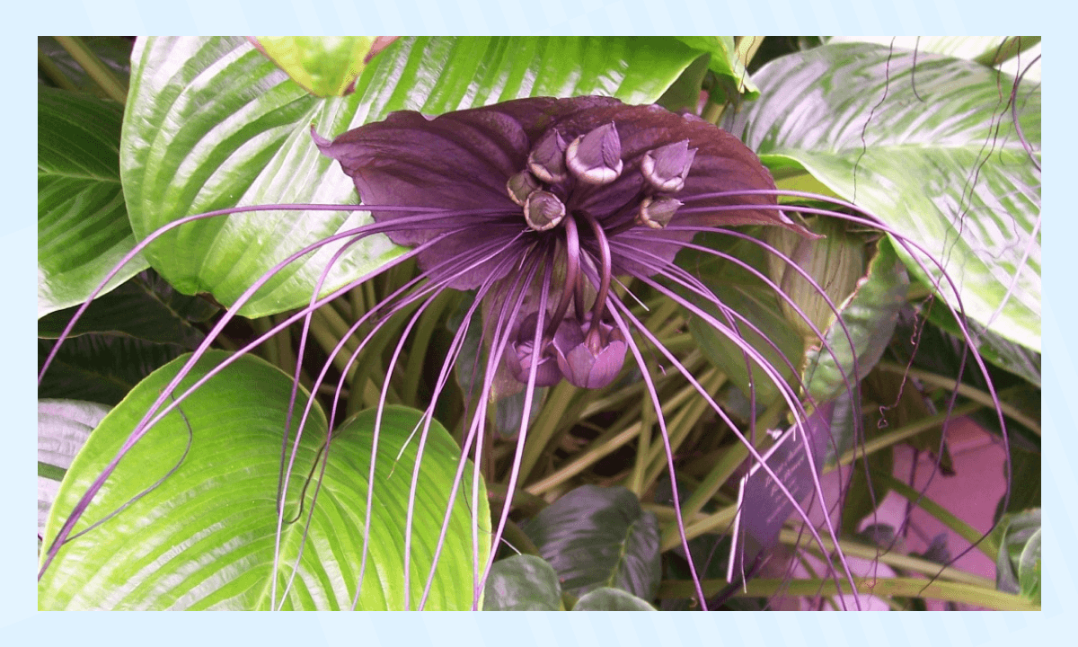 Самые необычные растения в мире - Такка Шантрье