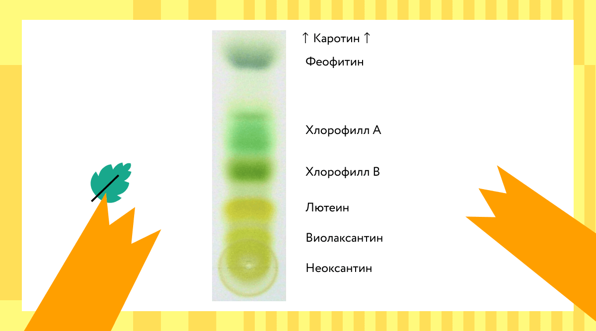 Хроматограмма с пигментами