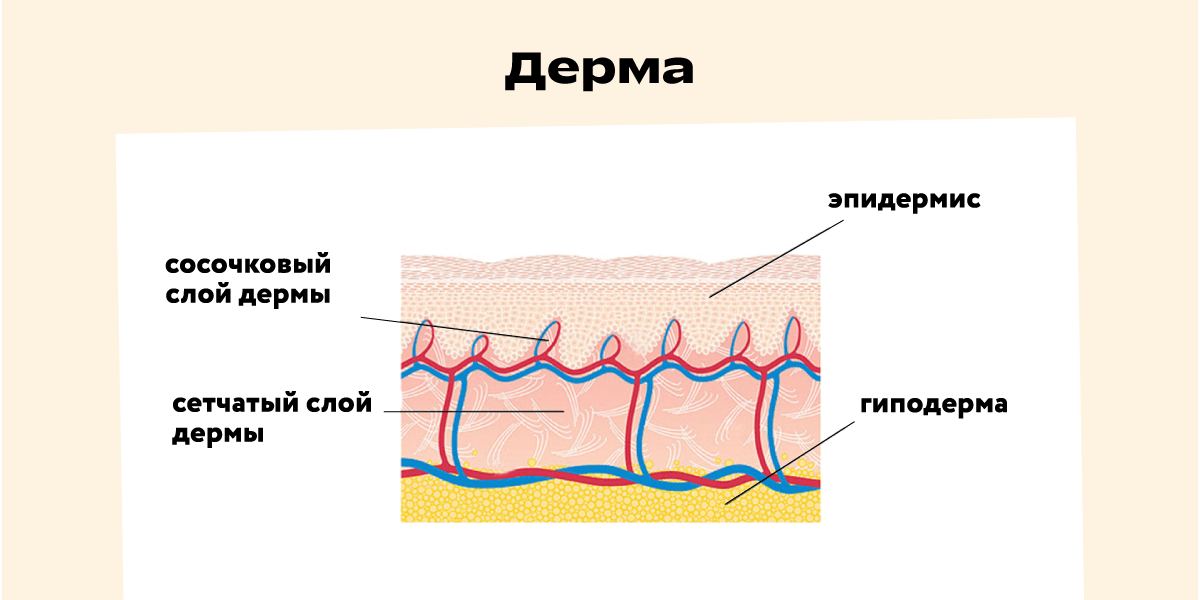  Изображение дермы, расположенной между эпидермисом и гиподермой. Строение дермы: сосочковый слой, сетчатый слой