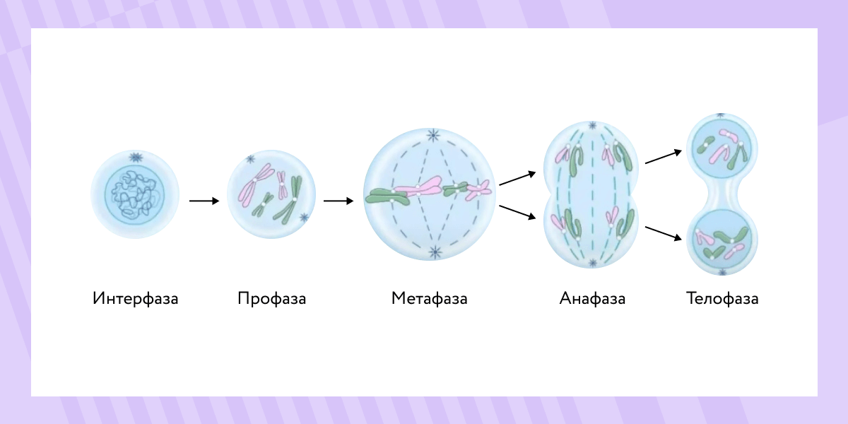 Митоз: процесс деления клетки