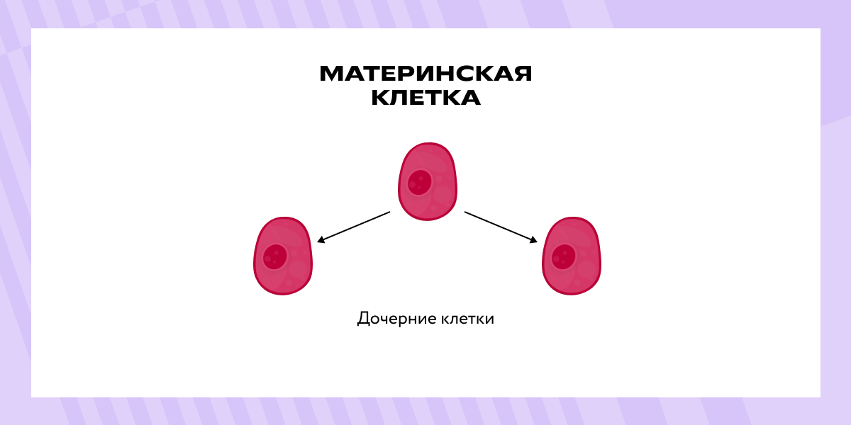 Материнская клетка: дочерние клетки