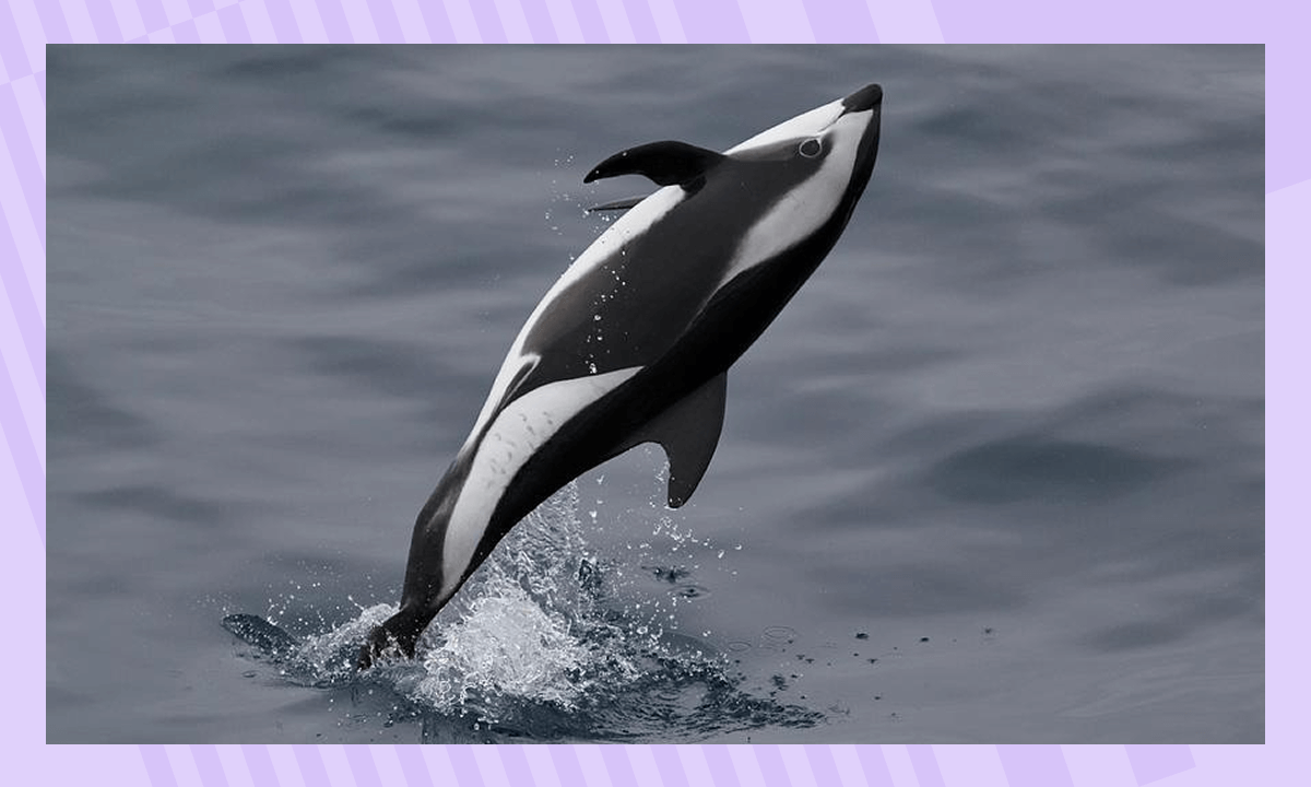 Крестовидный дельфин в Антарктиде