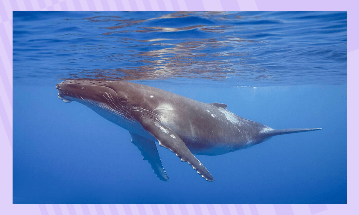 Горбатый кит в Антарктиде