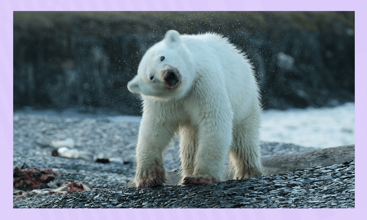 Самые известные и крупнейшие заповедники России - Большой Арктический заповедник