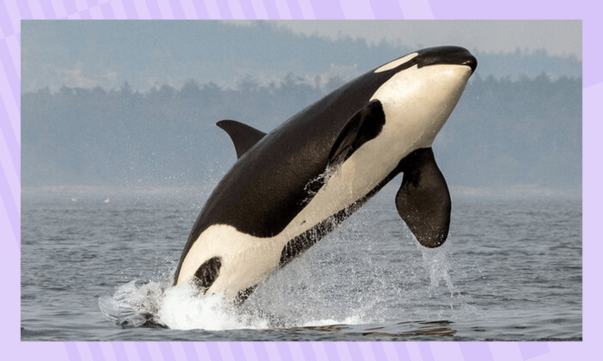 Косатка в Антарктиде