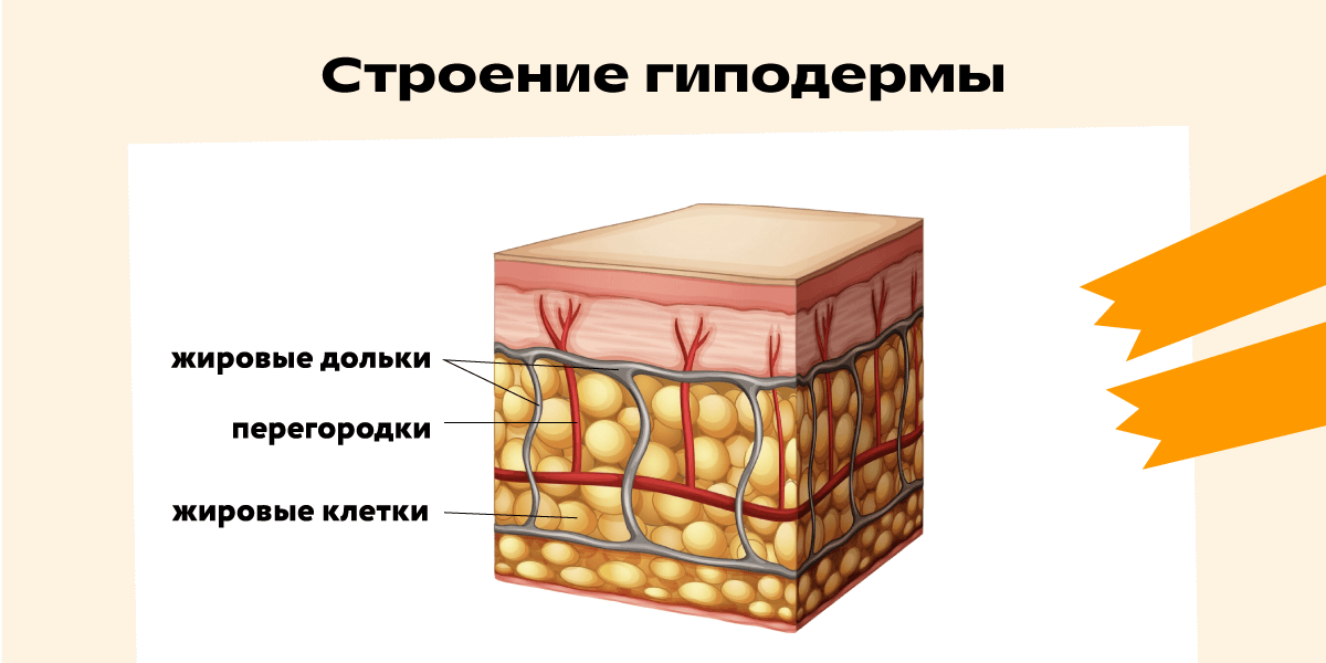 Схема строения гиподермы: жировые клетки, собранные в дольки и разделённые волокнами соединительной ткани