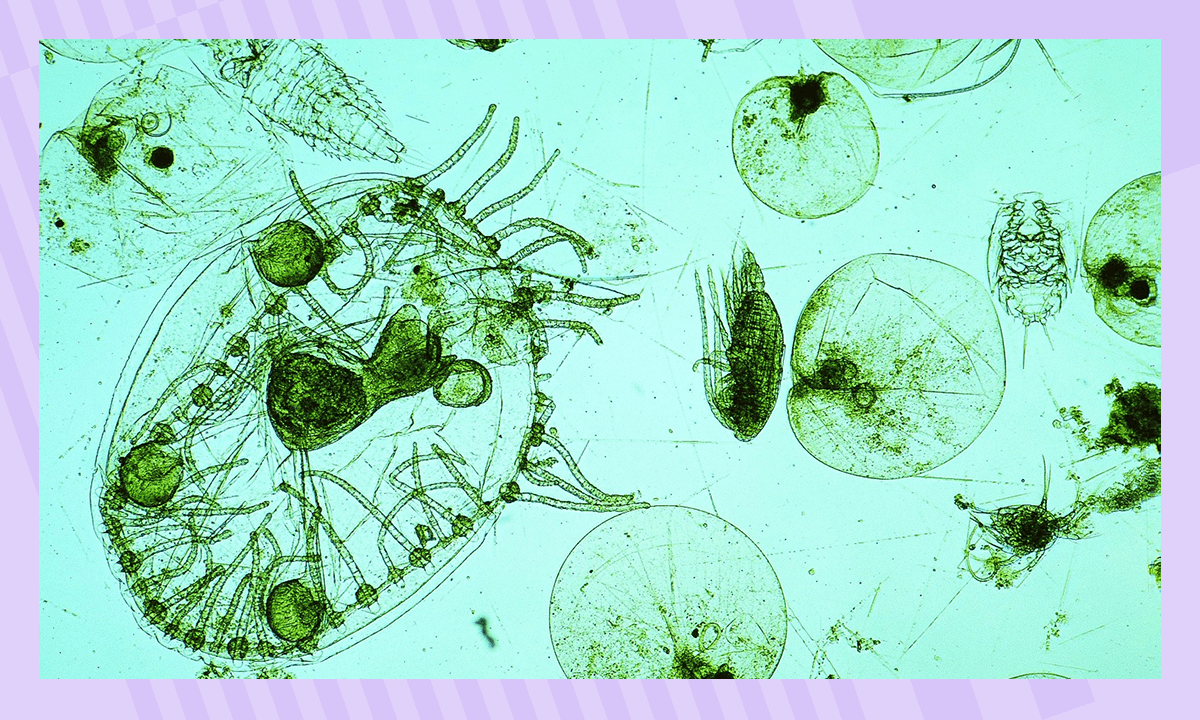 Интересные факты о водорослях
