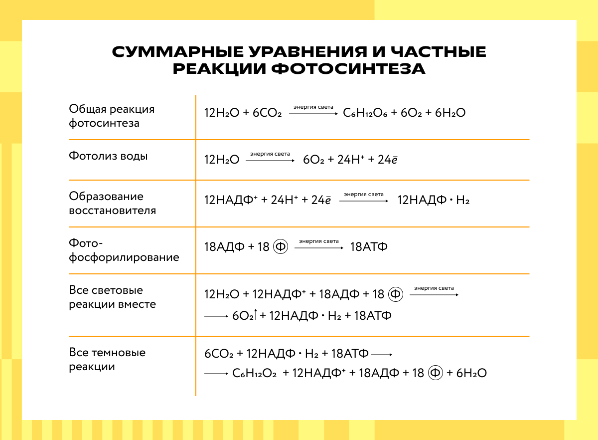 Суммарные уравнения и частные реакции фотосинтеза