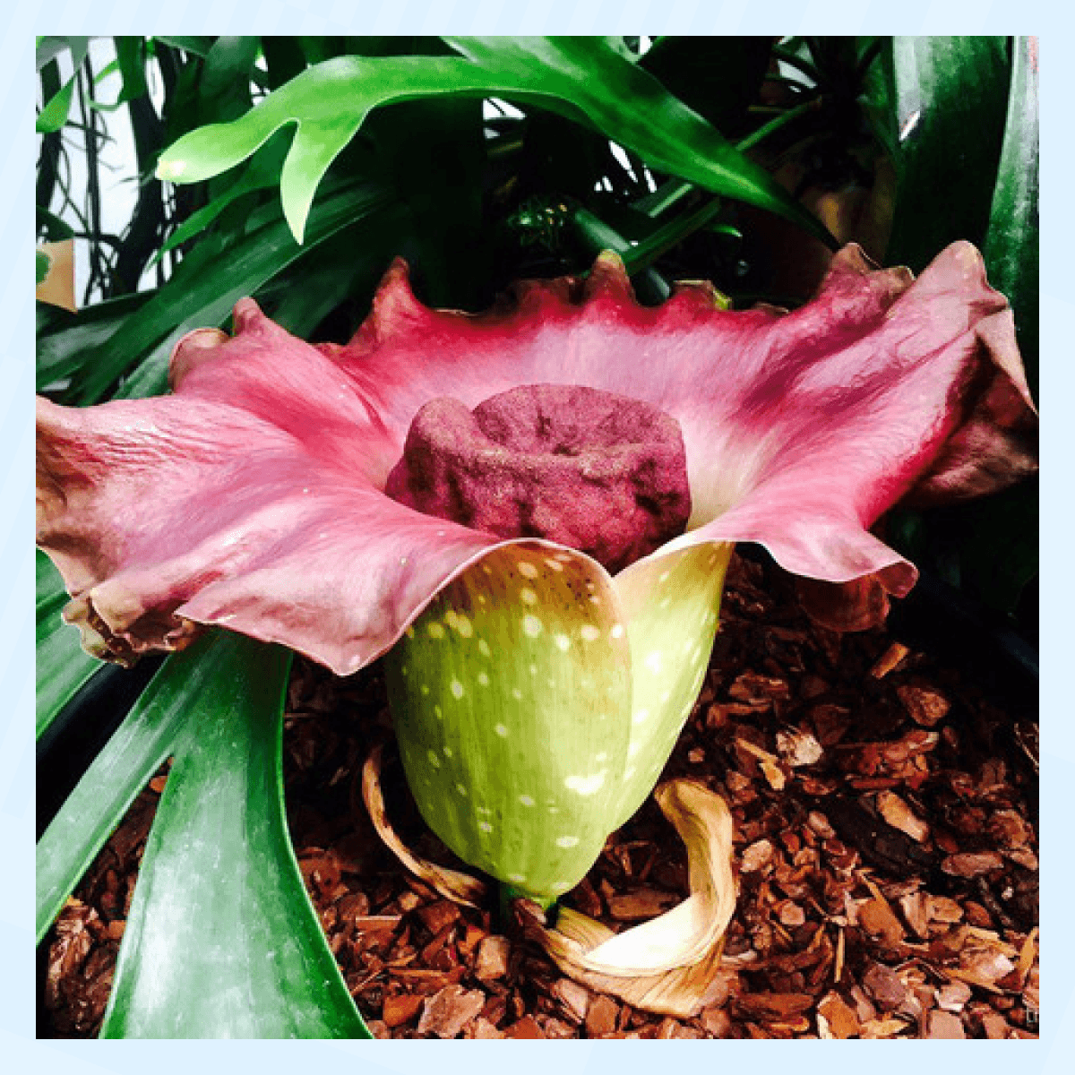 Самые необычные растения в мире - Слоновый ямс