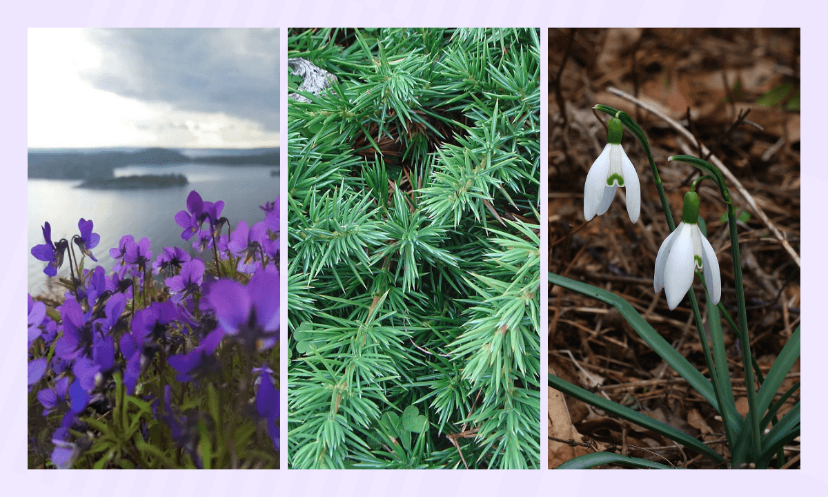 Какие растения в Красной книге 