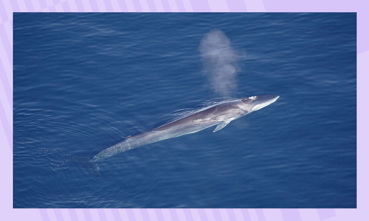 Финвал в Антарктиде