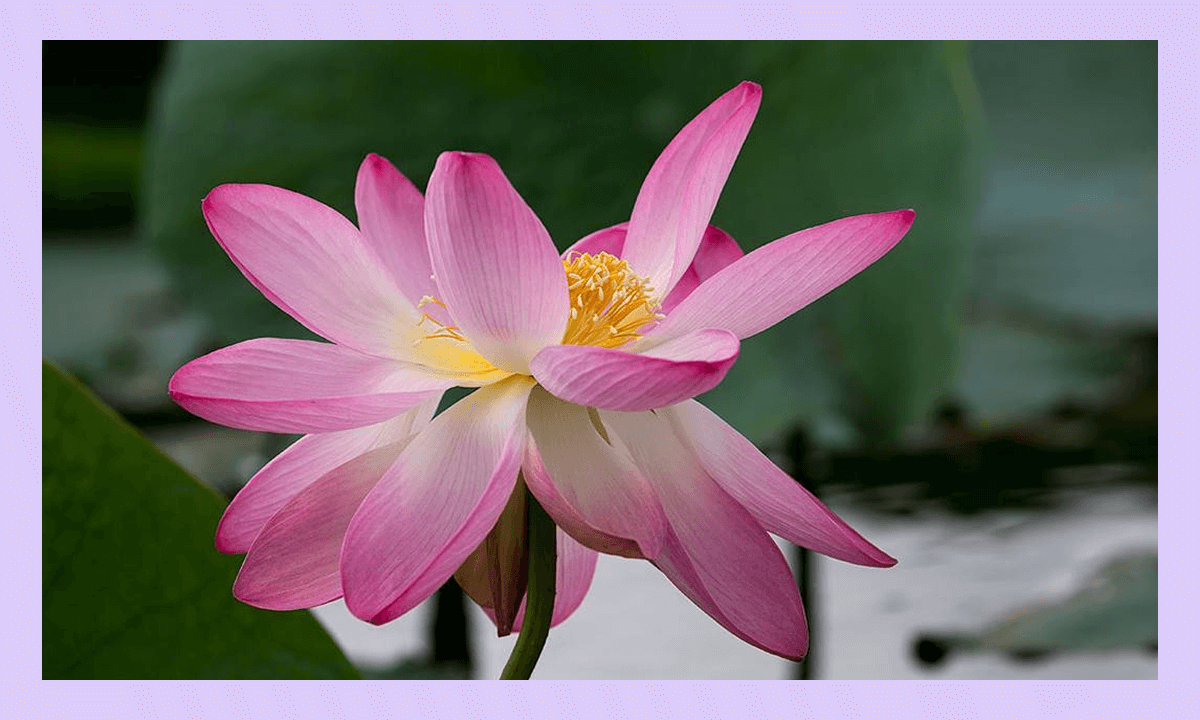 Самые известные и крупнейшие заповедники России - Астраханский заповедник