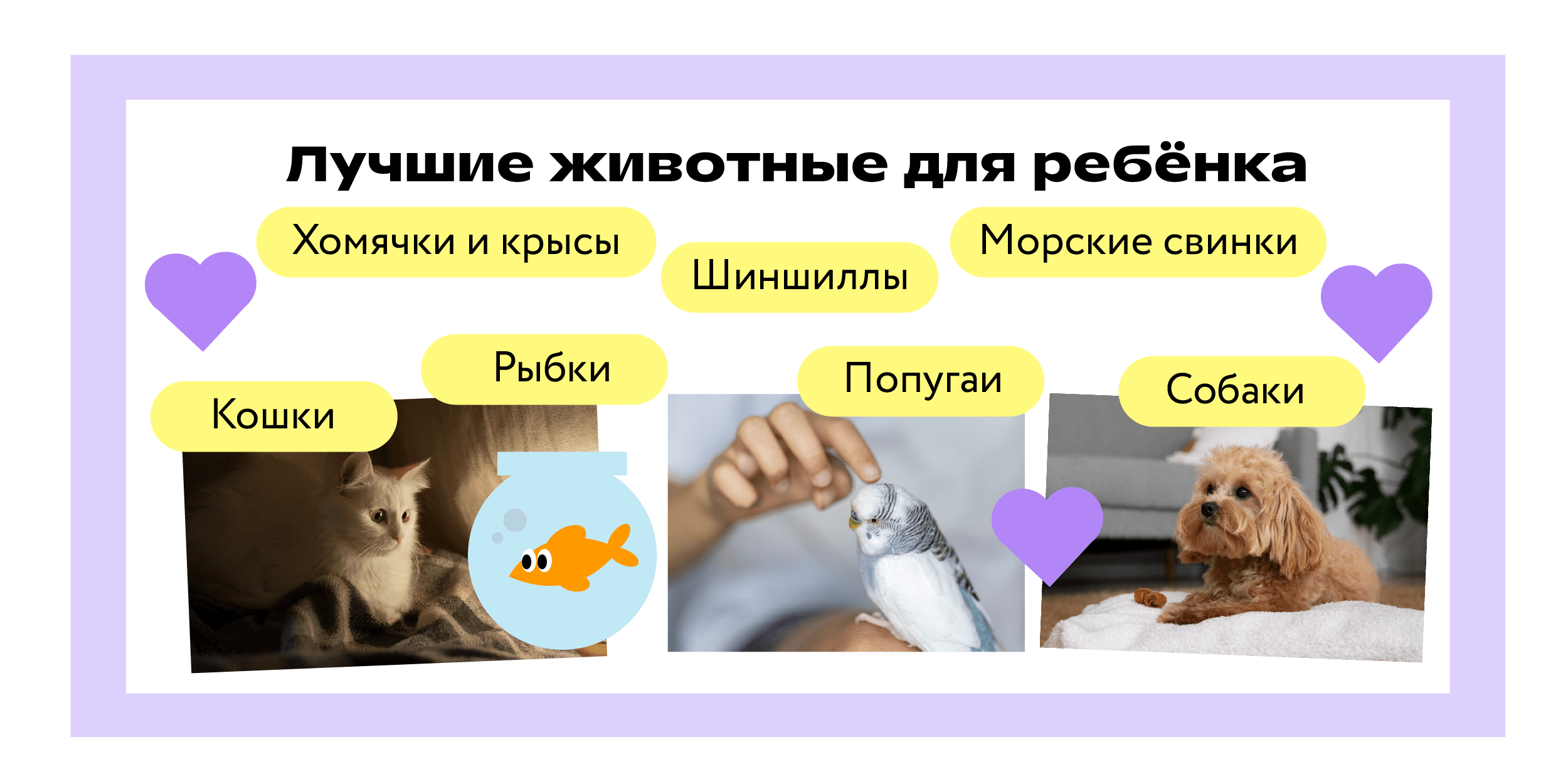 Какое домашнее животное завести ребёнку: кто из питомцев лучше для квартиры