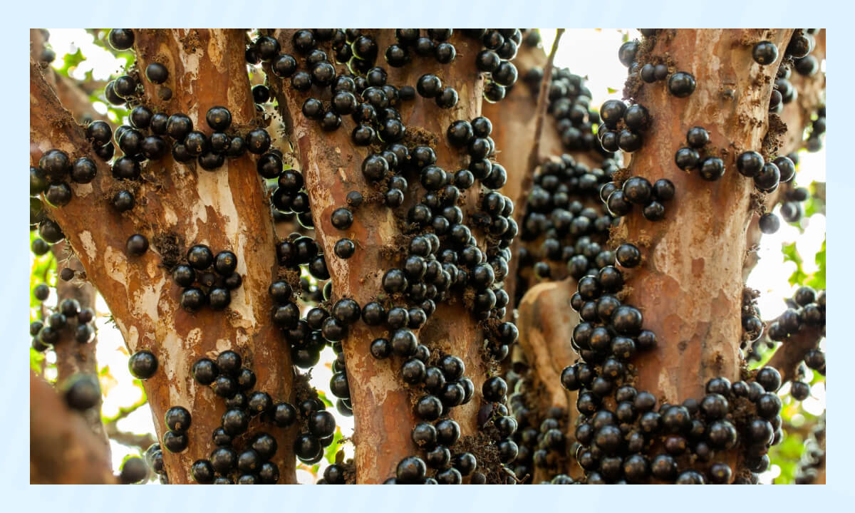 Самые необычные растения в мире - жаботикаба