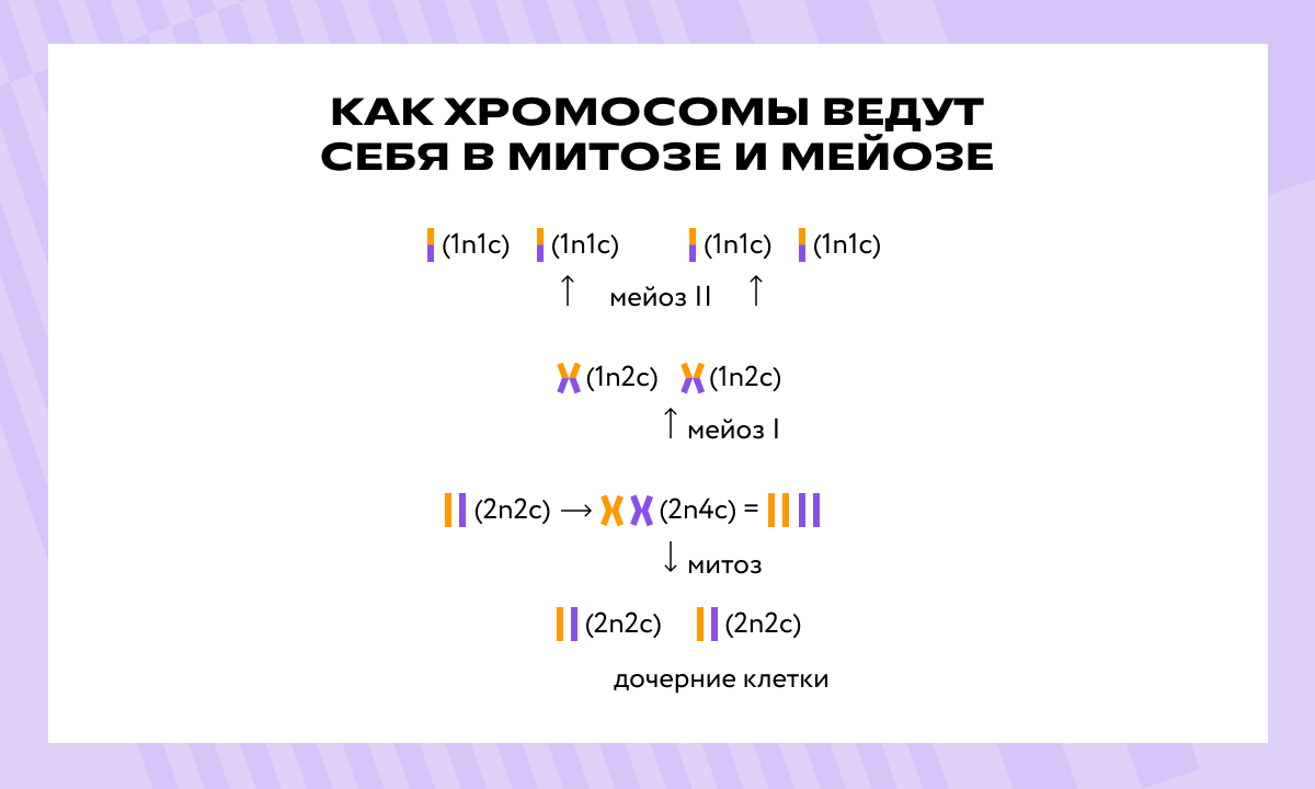 Как хромосомы ведут себя в митозе и мейозе