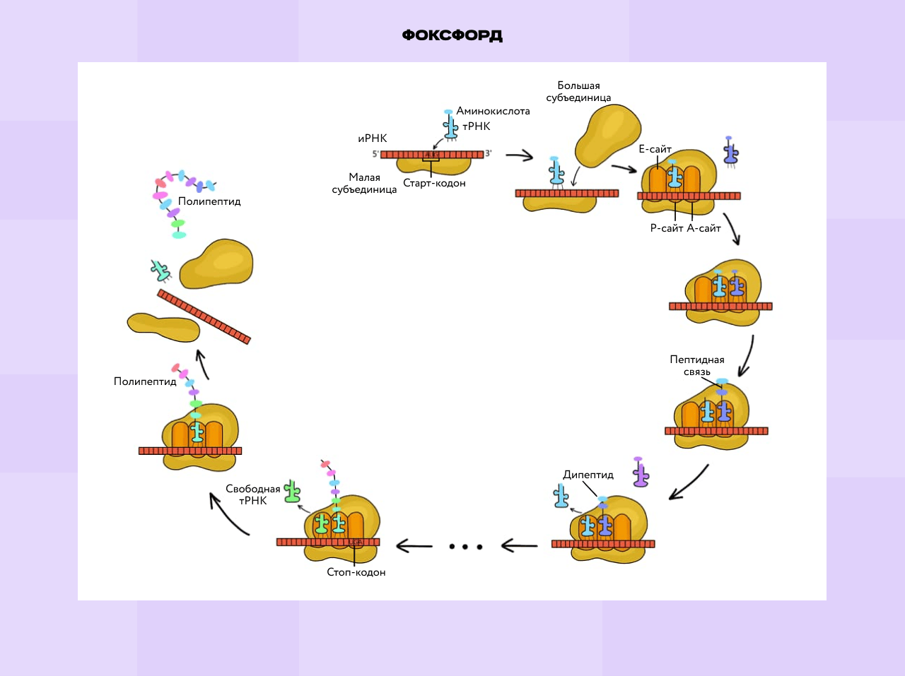 Процесс трансляции белков