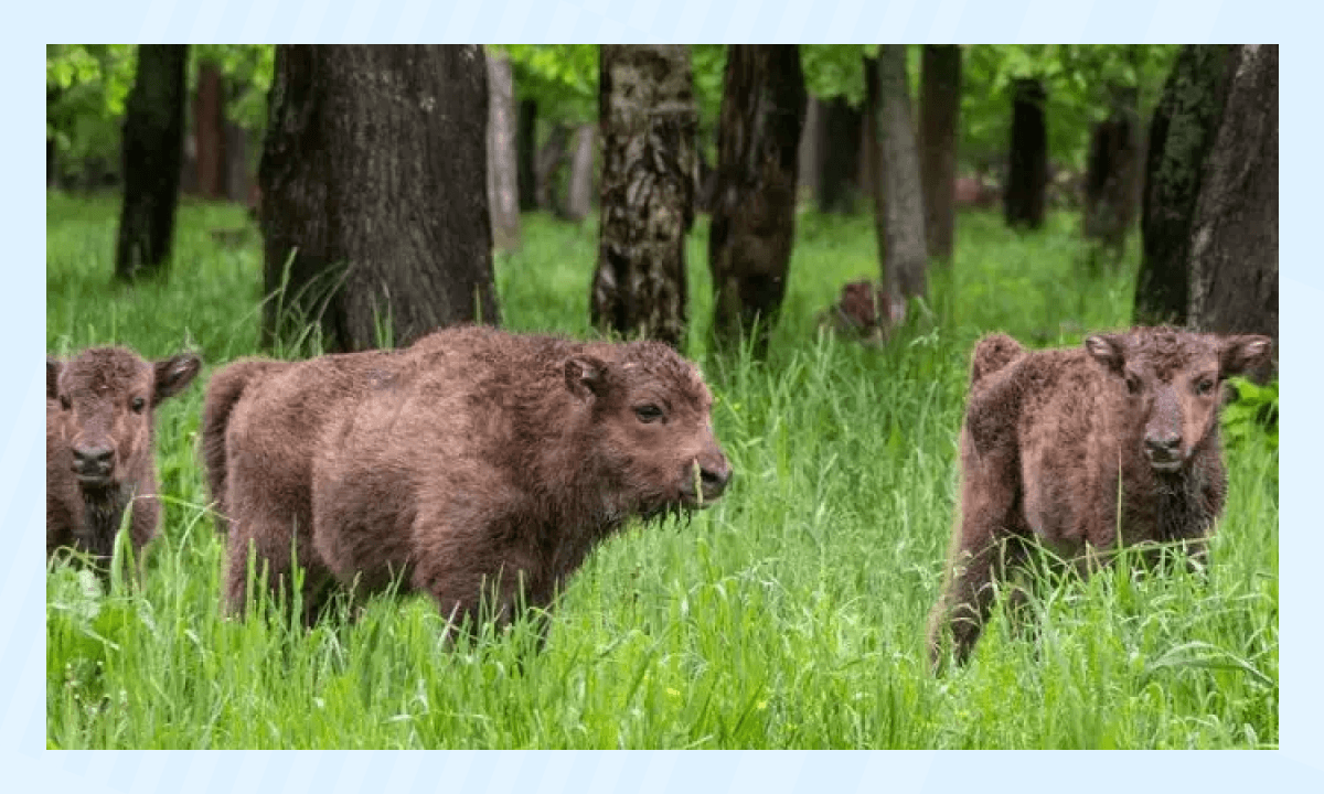 Приокско-Террасный - парк и заповедник Москвы, куда можно сходить с детьми