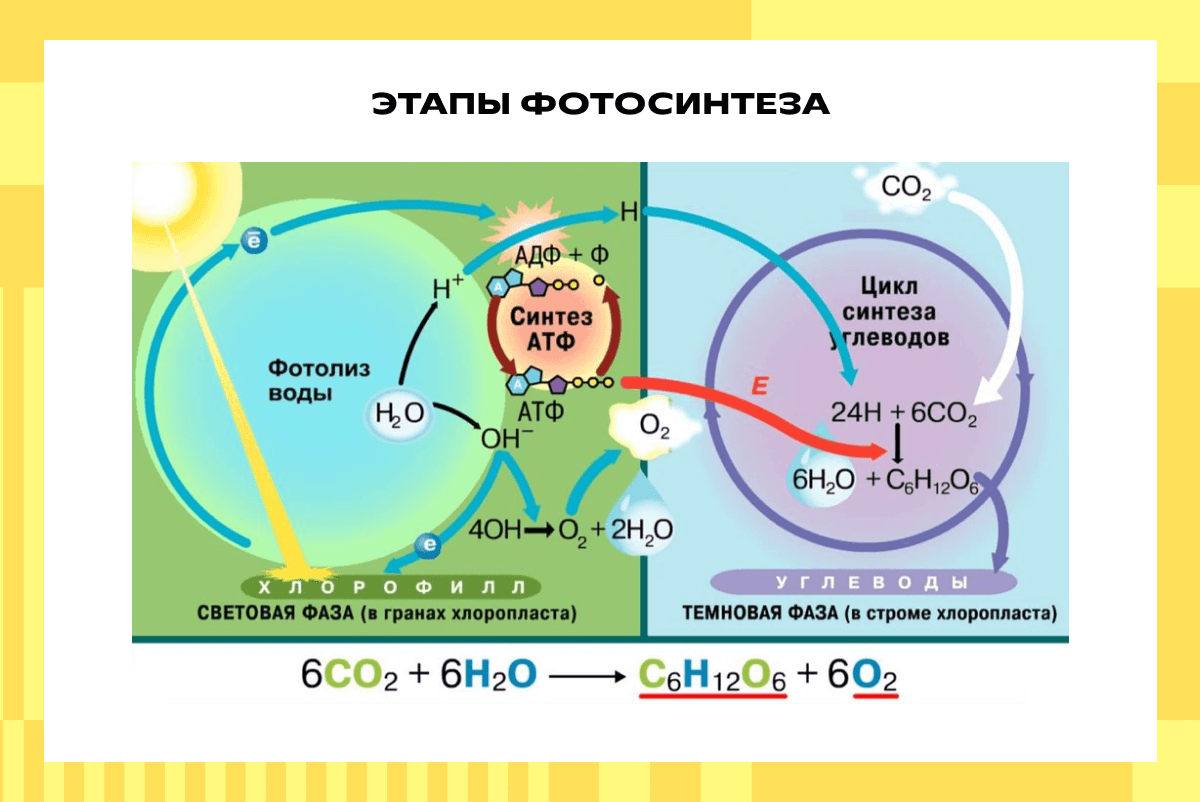 Этапы фотосинтеза