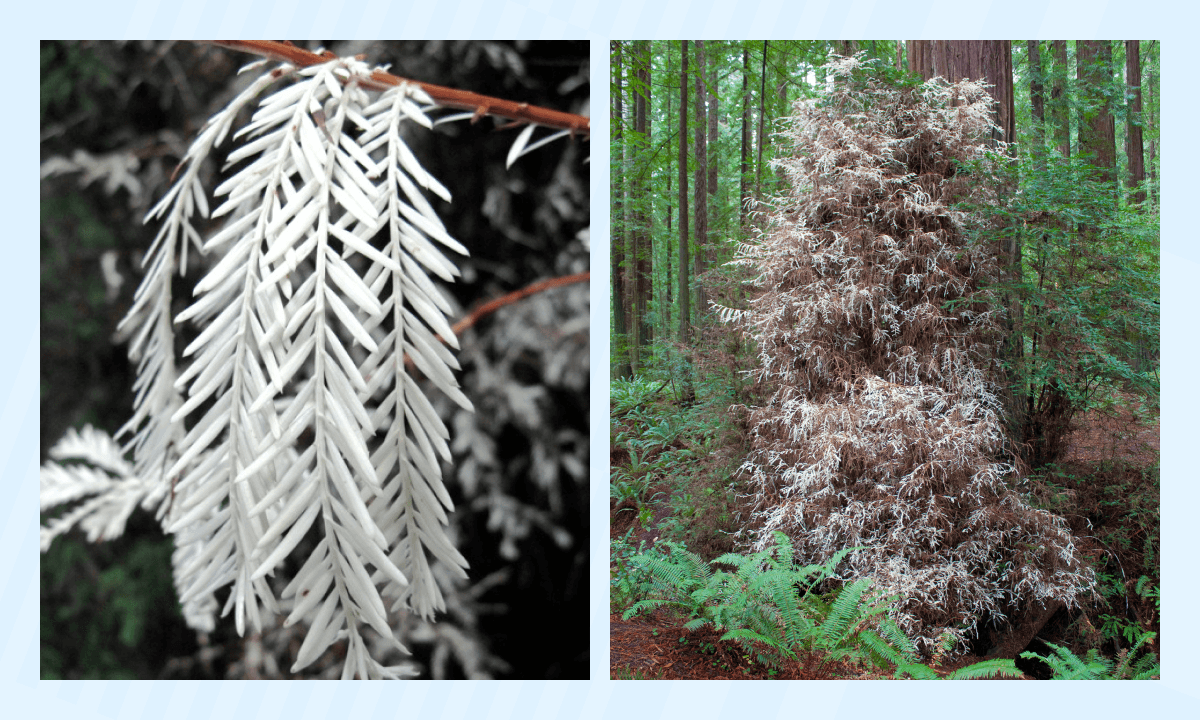 Самые необычные растения в мире - Секвойя-альбинос