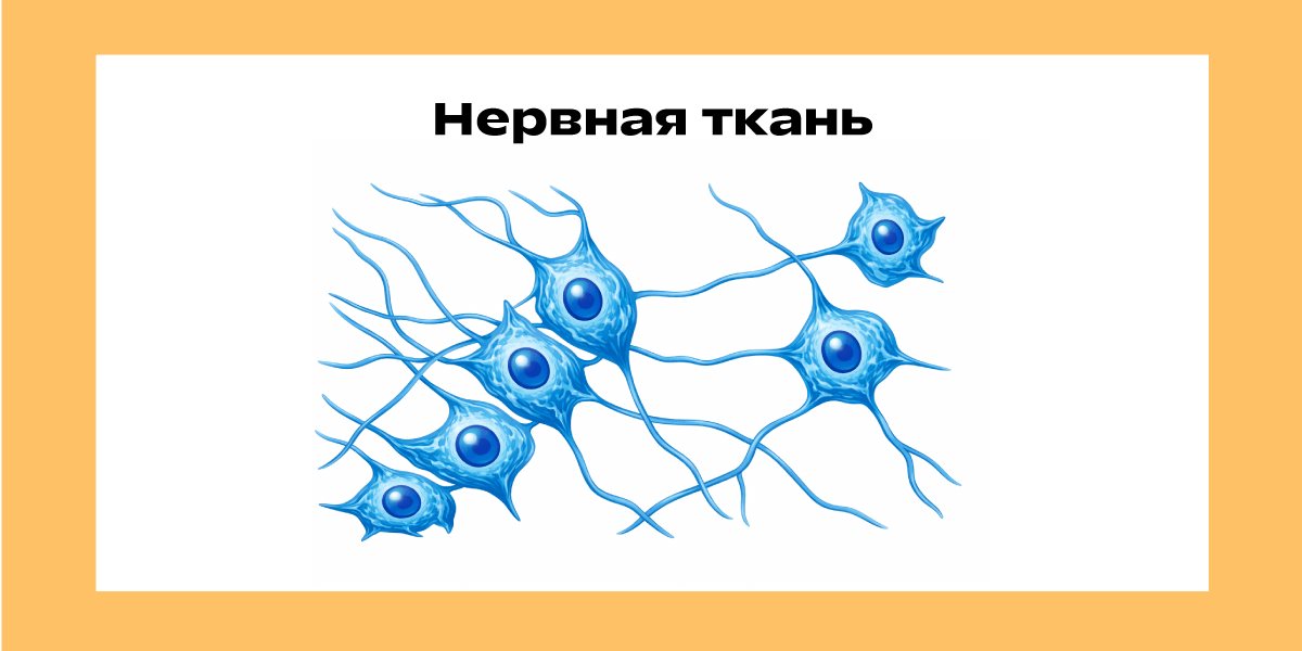 Схематичное изображение нервной ткани
