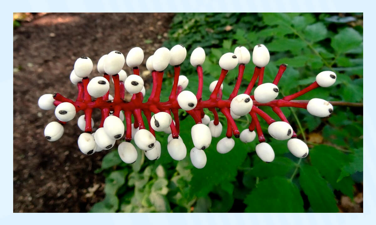 Самые необычные растения в мире - 