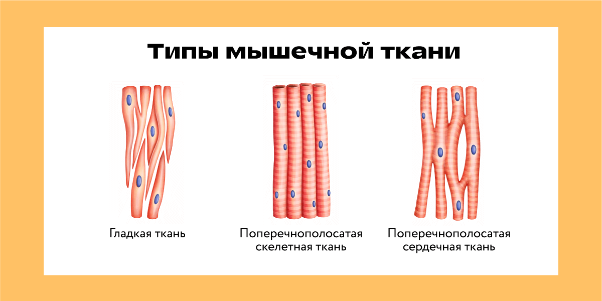 Схематичное изображение разных типов мышечной ткани: гладкой, поперечно-полосатой скелетной, поперечно-полосатой сердечной