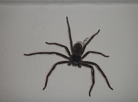 __wf_reserved_inherit