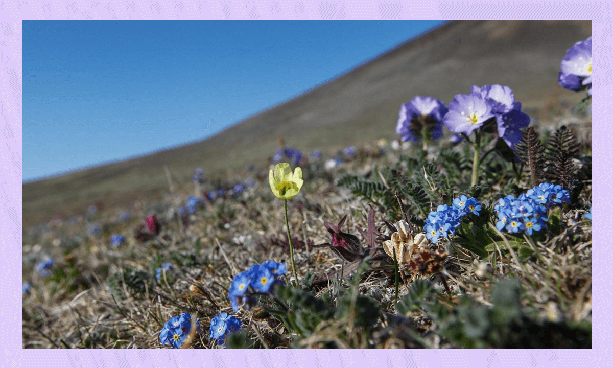 Самые известные и крупнейшие заповедники России - «Остров Врангеля»