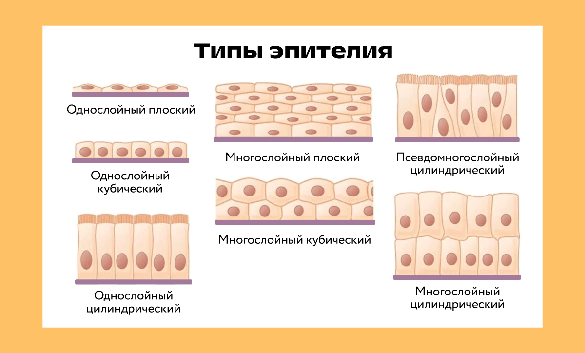 Схематичное изображение разных типов эпителия: однослойного плоского, однослойного кубического, однослойного цилиндрического, многослойного плоского, многослойного кубического, псевдомногослойного цилиндрического, многослойного цилиндрического 