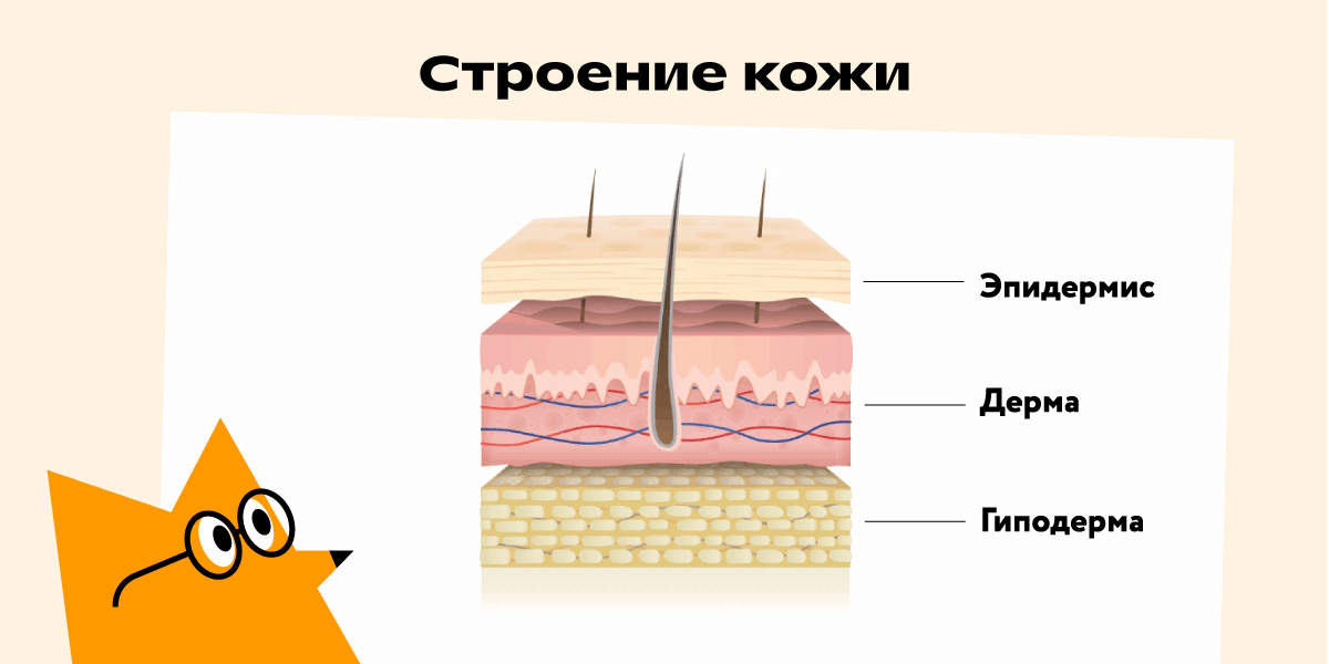  Общая схема строения кожи человека: эпидермис, дерма, гиподерма