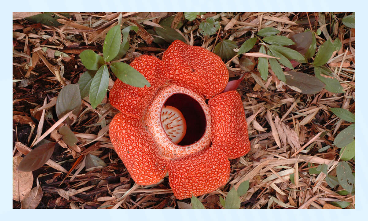 Самые необычные растения в мире - Раффлезия